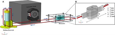 Numerical Investigations of Hepatic Spheroids Metabolic Reactions in a Perfusion Bioreactor